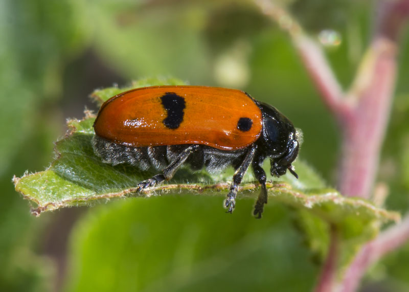 Chrysomelidae: Clytra laeviuscula